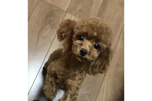 販売中のトイプードルの親犬