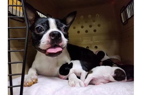 販売中のボストンテリアの親犬