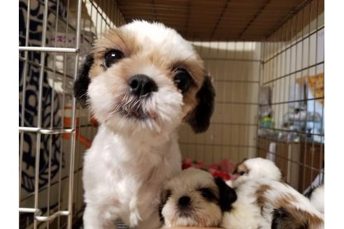 販売中のシーズーの親犬