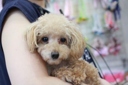 販売中のトイプードルの親犬