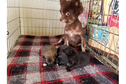 販売中のポメラニアンの親犬