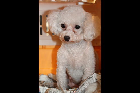 販売中のトイプードルの親犬