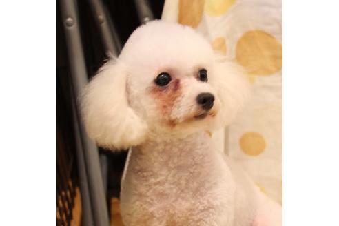 販売中のトイプードルの親犬