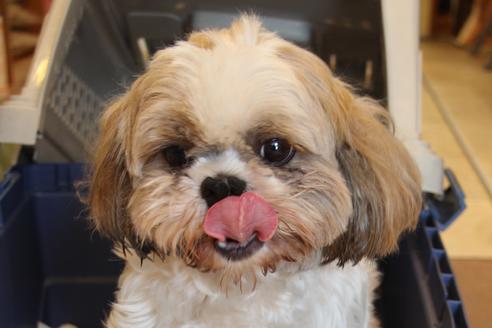 販売中のシーズーの親犬