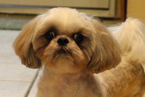 販売中のシーズーの親犬