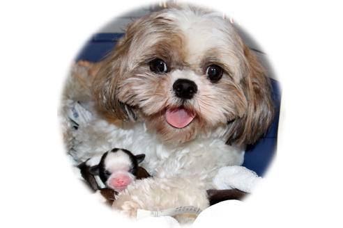 販売中のシーズーの親犬