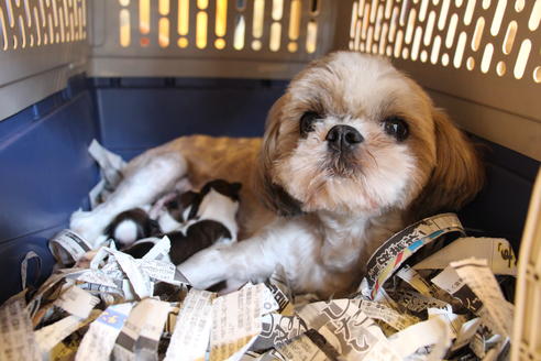 販売中のシーズーの親犬