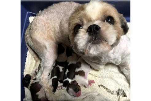 販売中のシーズーの親犬