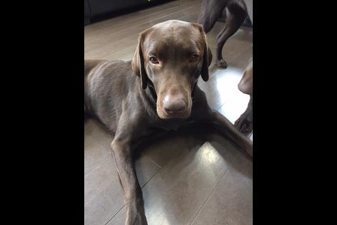 販売中のラブラドールレトリーバーの親犬