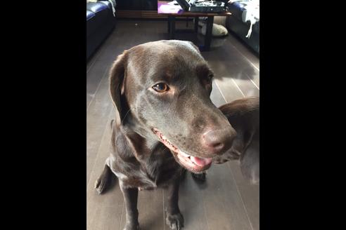 販売中のラブラドールレトリーバーの親犬