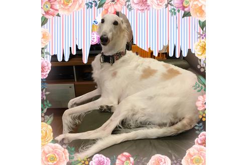 販売中のボルゾイの親犬