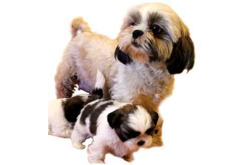 販売中のシーズーの親犬