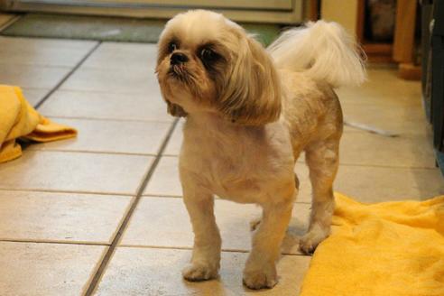 販売中のシーズーの親犬