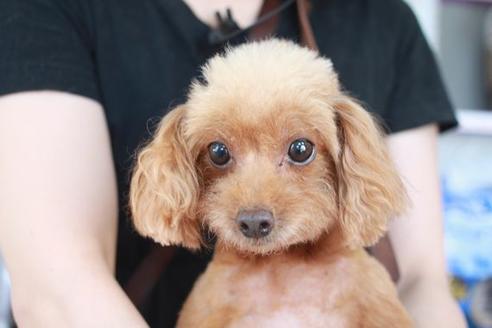 販売中のトイプードルの親犬