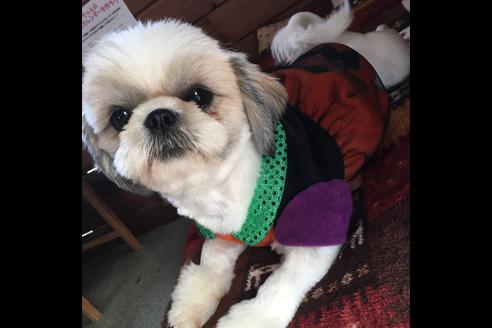 販売中のシーズーの親犬
