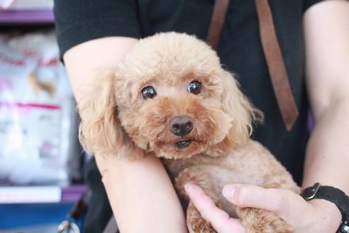 販売中のトイプードルの親犬