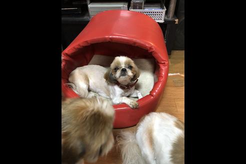 販売中のシーズーの親犬
