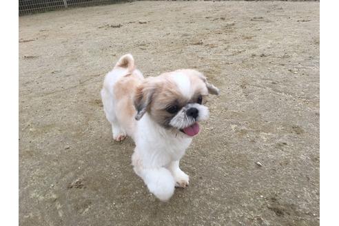 販売中のシーズーの親犬