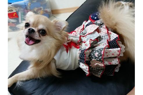 販売中のチワワ(ロングコート)の親犬