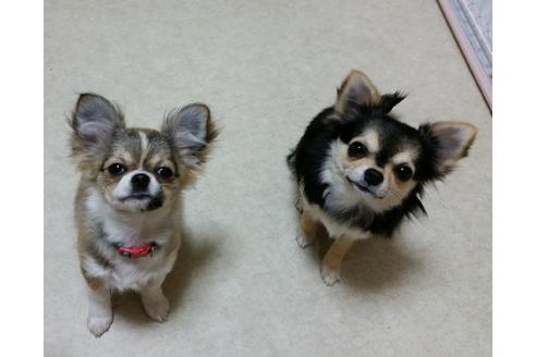 販売中のチワワ(ロングコート)の親犬