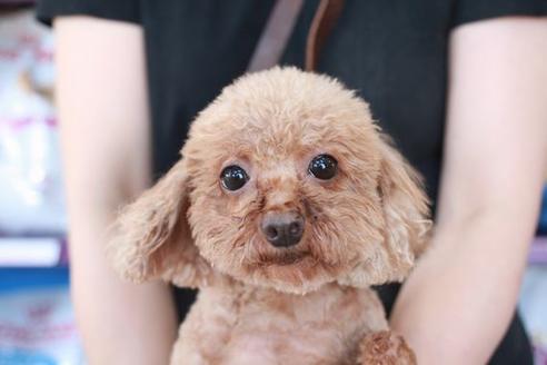 販売中のトイプードルの親犬