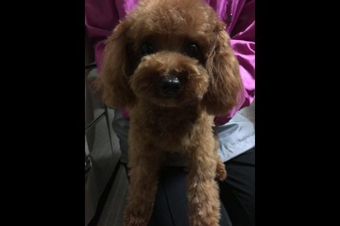 販売中のミックス犬の親犬