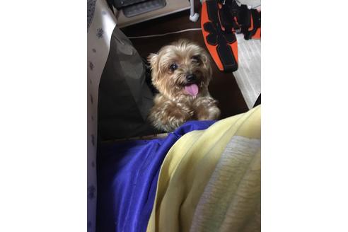 販売中のヨークシャーテリアの親犬