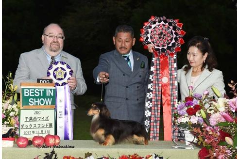 販売中のカニンヘンダックスフンド(ロングヘアード)の親犬