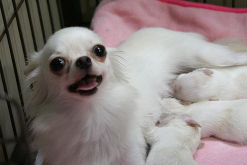 販売中のチワワ(ロングコート)の親犬