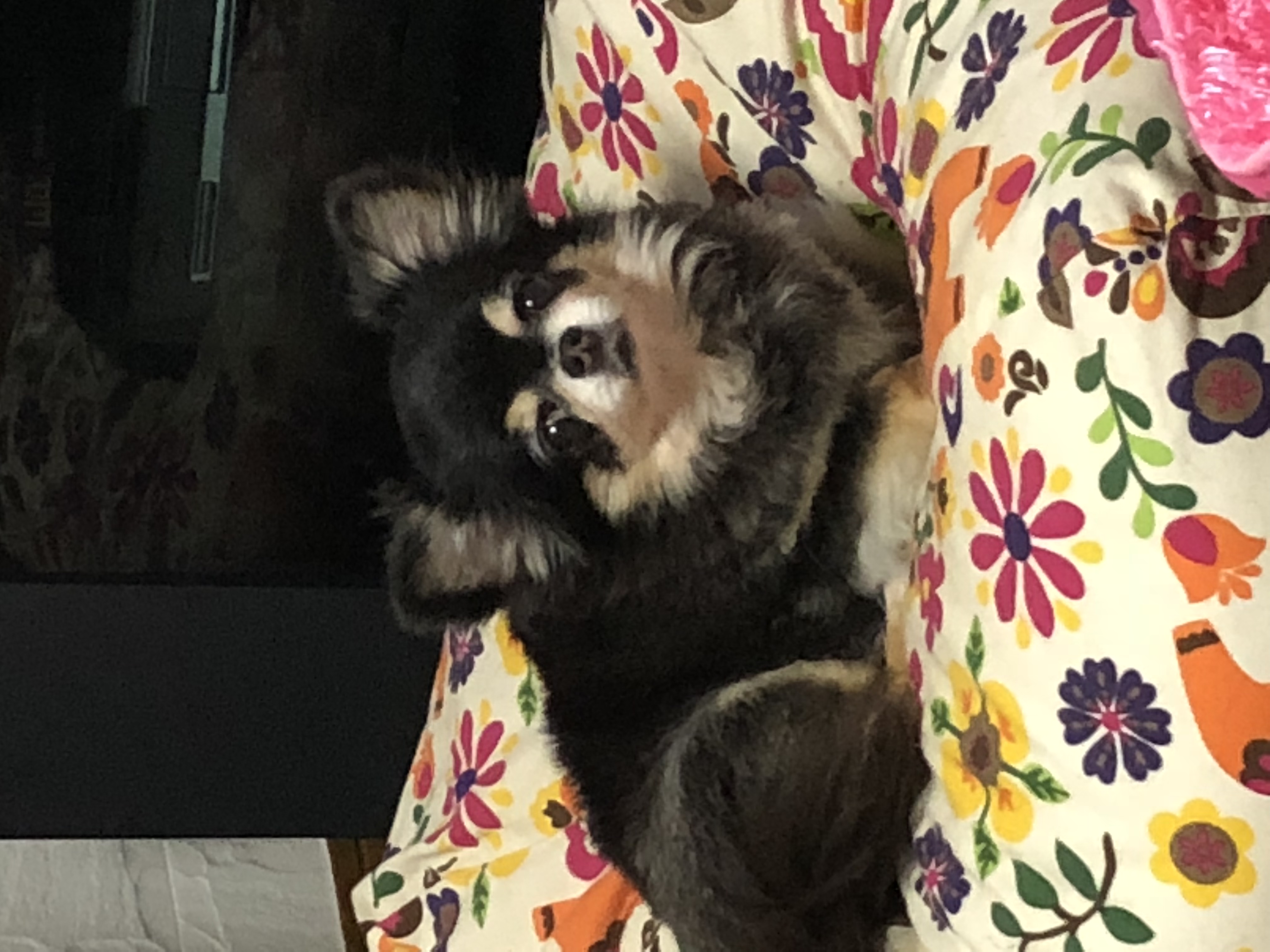 坂本ブリーダー