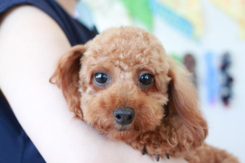 販売中のトイプードルの親犬