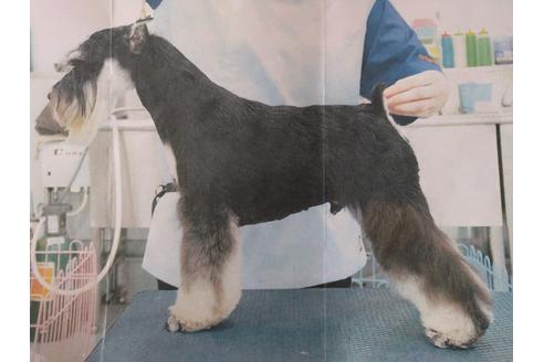 販売中のミニチュアシュナウザーの親犬