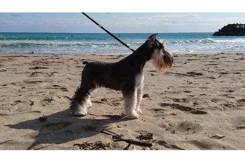 販売中のミニチュアシュナウザーの親犬