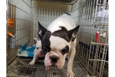 販売中のフレンチブルドッグの親犬