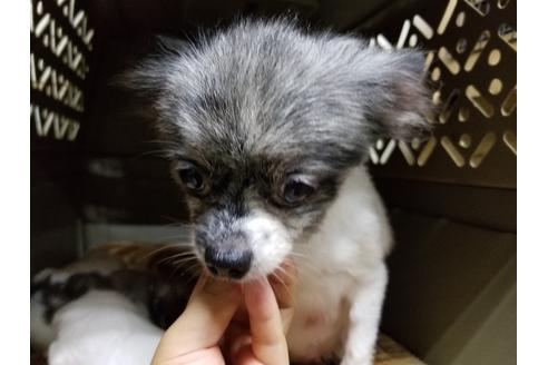 販売中のポメラニアンの親犬