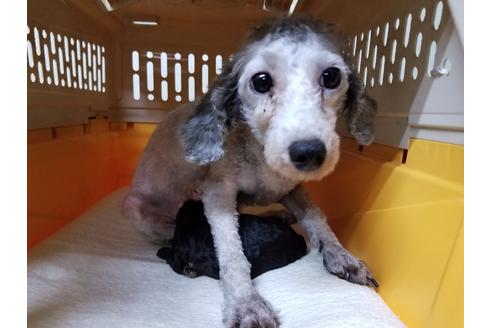 販売中のトイプードルの親犬