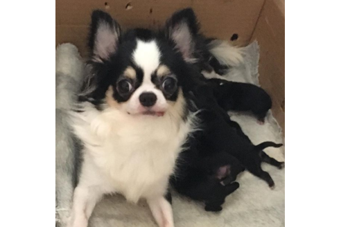 販売中のチワワ(ロングコート)の親犬