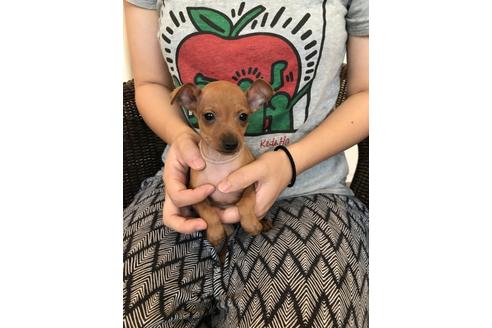 埼玉県のミニチュアピンシャー ミニピン 男の子 18 07 25生まれ レッド 子犬id ブリーダーナビ
