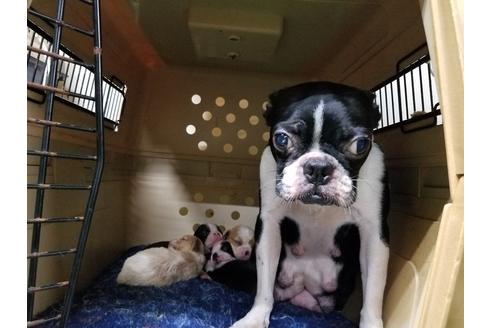 販売中のボストンテリアの親犬
