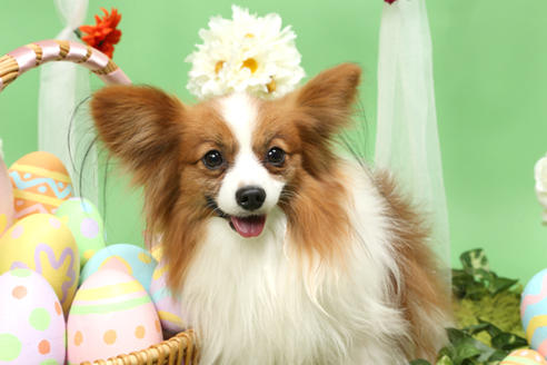 販売中のパピヨンの親犬