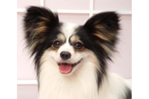 販売中のパピヨンの親犬