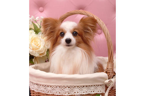 販売中のパピヨンの親犬