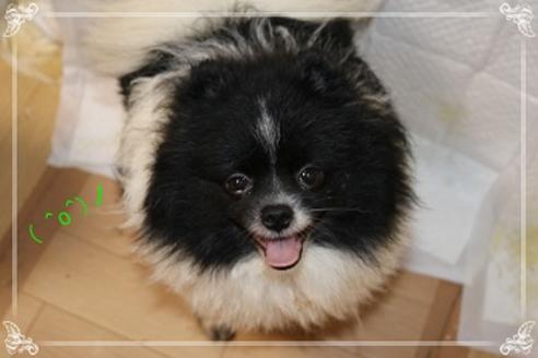 販売中のポメラニアンの親犬