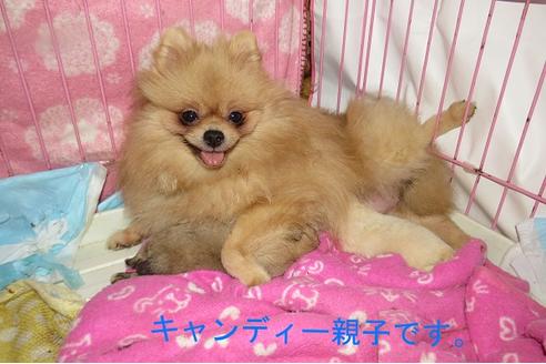 販売中のポメラニアンの親犬