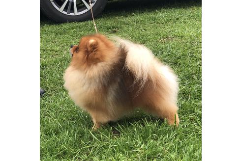 販売中のポメラニアンの親犬