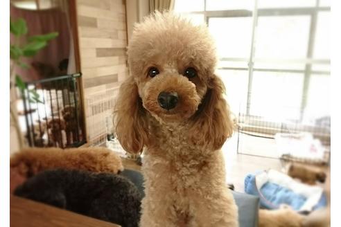 販売中のタイニープードルの親犬
