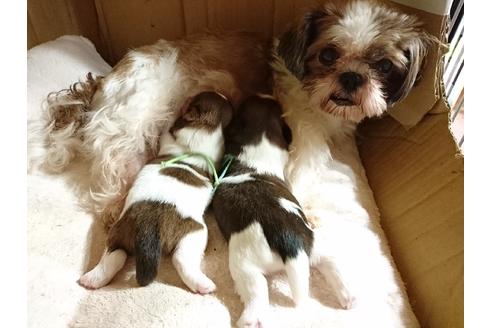 販売中のシーズーの親犬