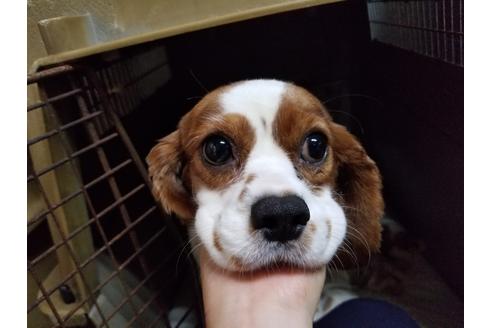 販売中のキャバリアキングチャールズスパニエルの親犬