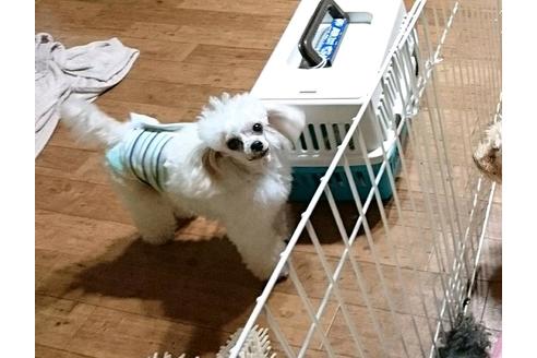 販売中のタイニープードルの親犬