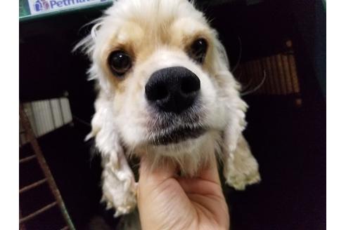 販売中のアメリカンコッカースパニエルの親犬